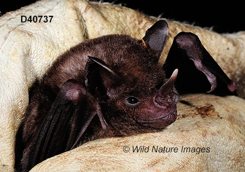 Carollia perspicillata, Seba's Short-tailed Bat